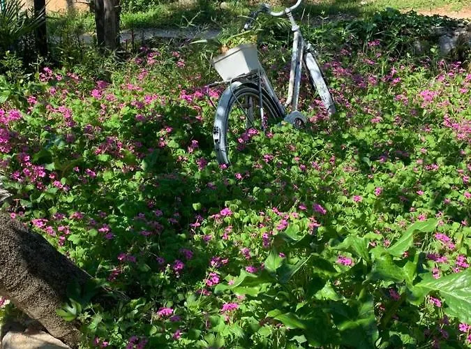 Oasis Deda Bozo Apartman